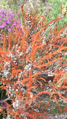 Calluna vulgaris