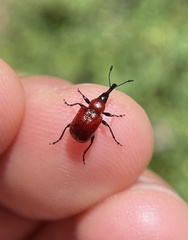 Merhynchites wickhami