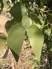 Colophospermum mopane image