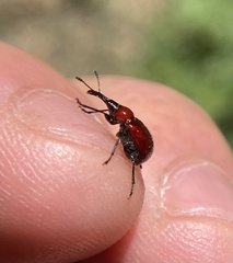 Merhynchites wickhami