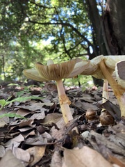 Amanita similis