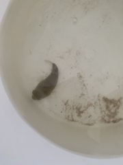 Tetractenos hamiltoni