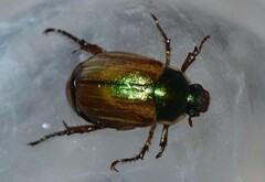 Anomala dubia