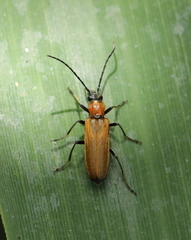 Anogcodes melanurus