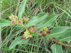 Pachycarpus concolor