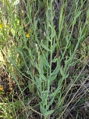 Chondrilla latifolia