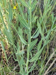 Chondrilla latifolia
