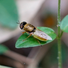 Odontomyia lutatius