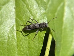 Xylotrechus nauticus