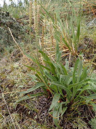 Image of Plantago canescens by no rights reserved