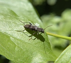 Xylotrechus nauticus