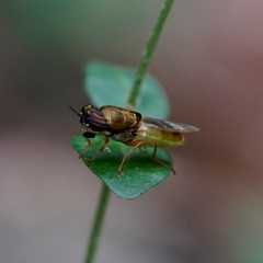 Odontomyia lutatius