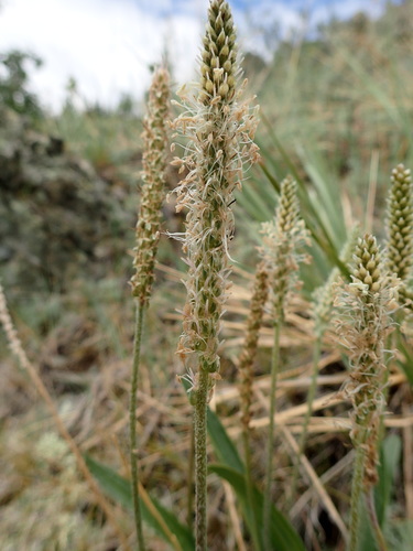 Image of Plantago canescens by no rights reserved