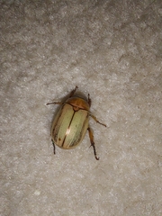 Mimela testaceoviridis