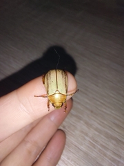 Mimela testaceoviridis