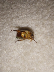 Mimela testaceoviridis