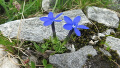 Gentiana brachyphylla