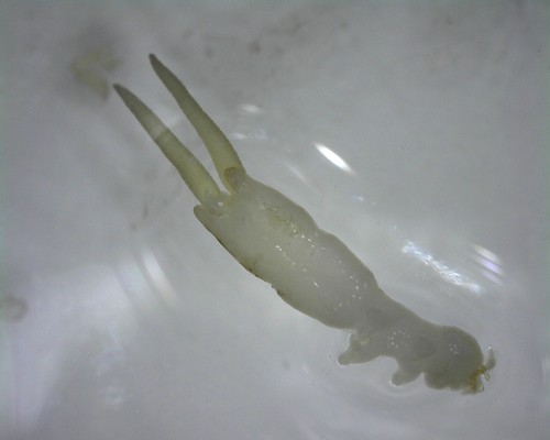Acanthochondria cornuta