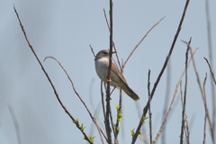 Helopsaltes ochotensis