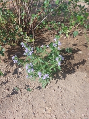 Dracocephalum olchonense