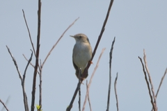 Helopsaltes ochotensis