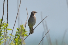 Helopsaltes ochotensis