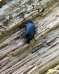 Pseudocistela pinguis