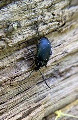 Pseudocistela pinguis