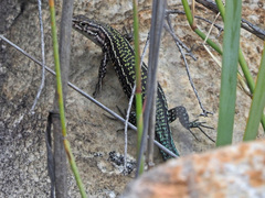 Tropidosaura gularis