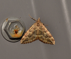 Epyaxa agelasta