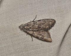Nola pleurosema