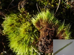 Flexitrichum gracile