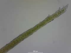 Flexitrichum gracile