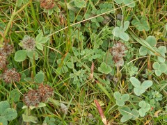 Trifolium hirtum