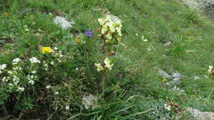 Pedicularis tuberosa