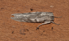 Capusa cuculloides