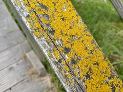 Xanthoria parietina