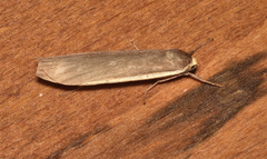 Palaeosia bicosta