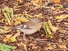 Fringilla coelebs
