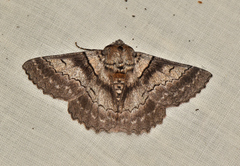 Hypobapta percomptaria