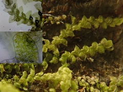 Harpalejeunea molleri