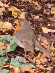 Erithacus rubecula