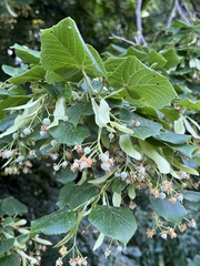 Tilia euchlora