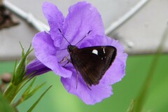 Notocrypta curvifascia