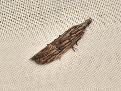 Carposina leptoneura