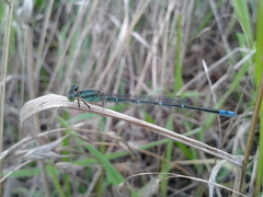 Paracercion v-nigrum