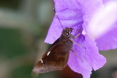 Notocrypta curvifascia