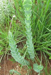 Lopholaena segmentata