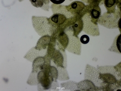 Harpalejeunea molleri