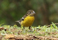 Pheucticus aureoventris